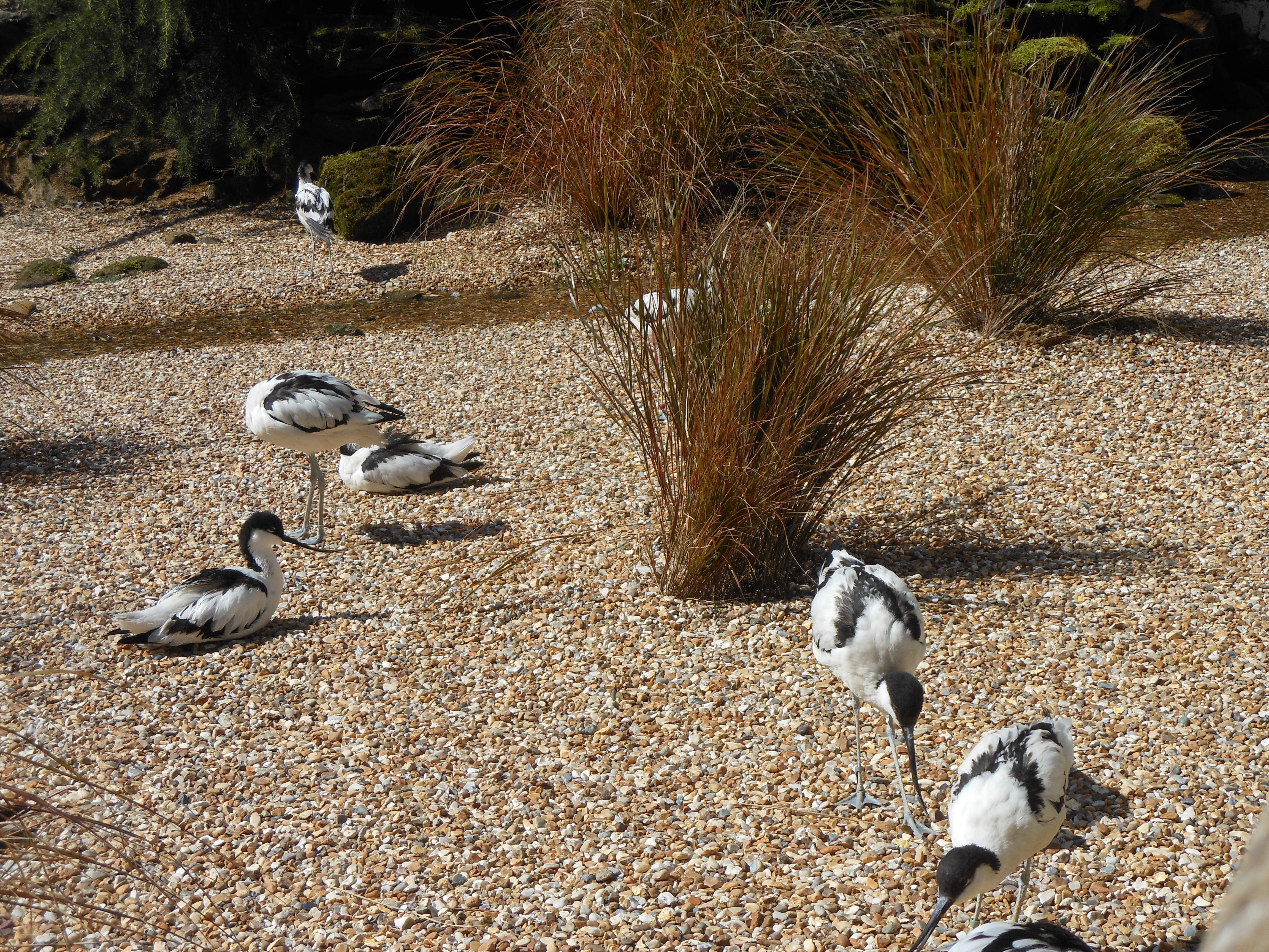 Well Dressings Bakewell